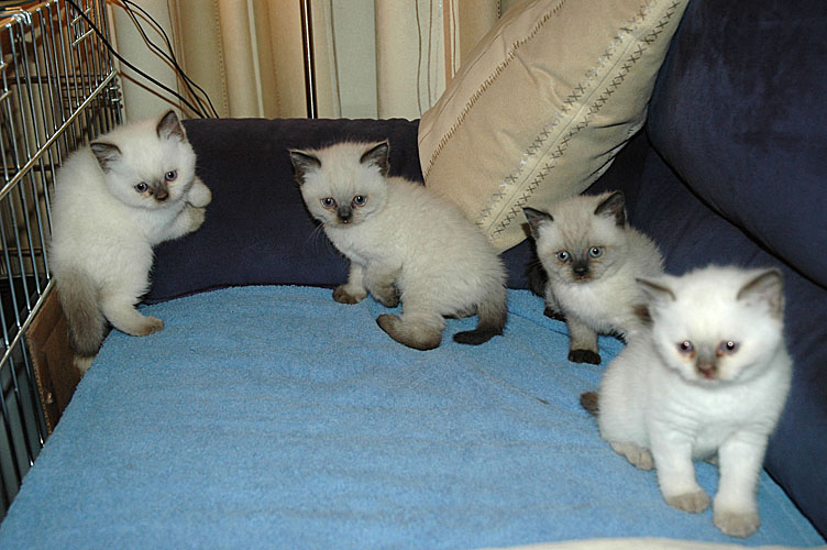 W06_Punky, Elmo, Shanna en Gaia 2010-01-11, 02