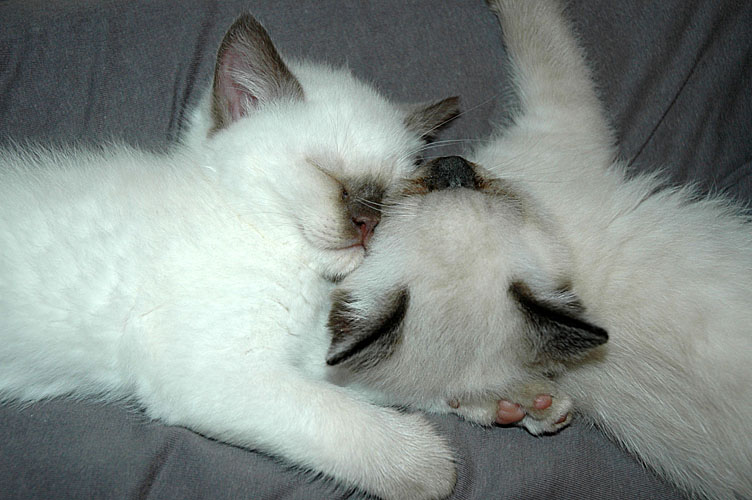 W08_Banjo en Elmo 2010-01-28, 04