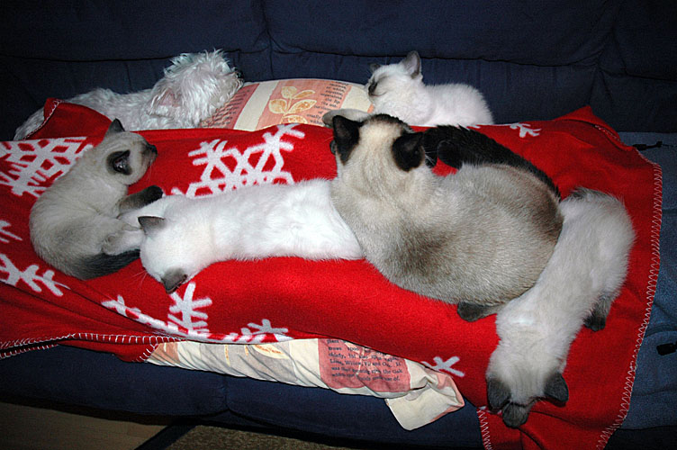 W09_Laleh en kids en Quincy 2010-02-05, 01