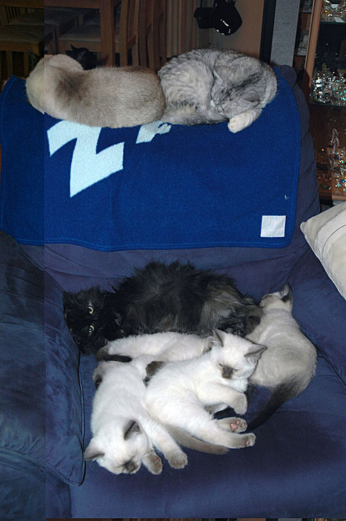 W10_Laleh, Blue Tess, Jessie en kids 2010-02-07, 01