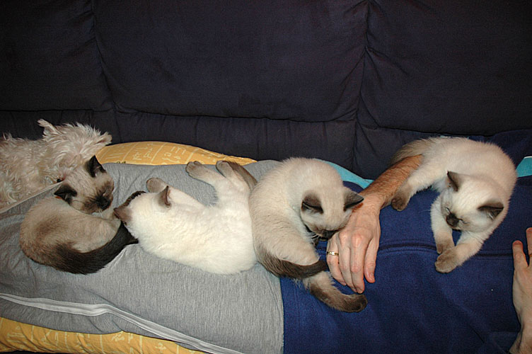 W11_Banjo, Elmo, Shanna en Kayla 2010-02-17, 01