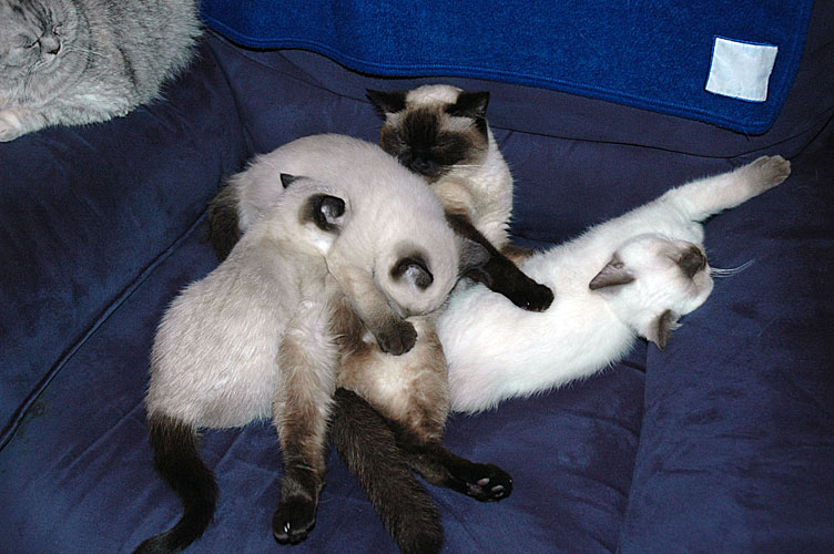 W12_Laleh, Banjo, Elmo en Kayla 2010-02-20, 01