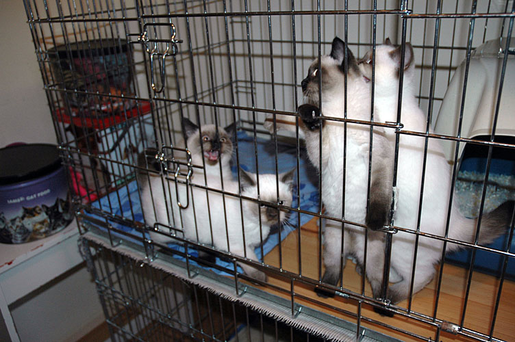 W13_Banjo, Elmo, Shanna en Kayla 2010-03-05, 02