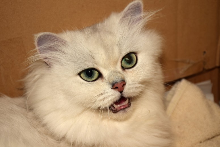 Bevalling 2015-07-15, 02