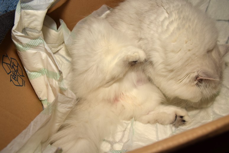 Bevalling 2015-07-15, 03