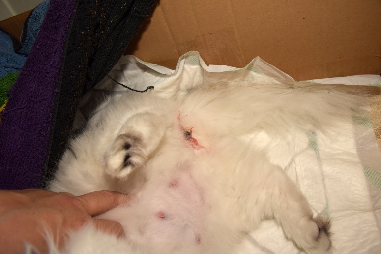 Bevalling 2015-07-15, 04