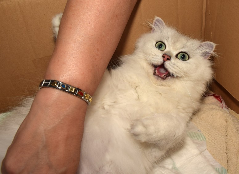 Bevalling 2015-07-15, 06