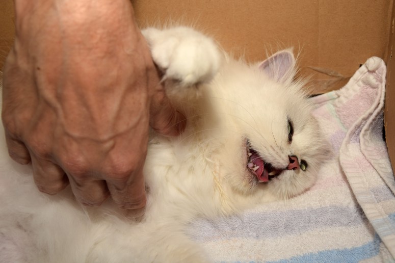 Bevalling 2015-07-15, 10