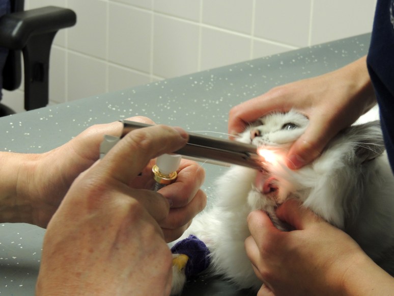 Bevalling 2015-07-15, 15