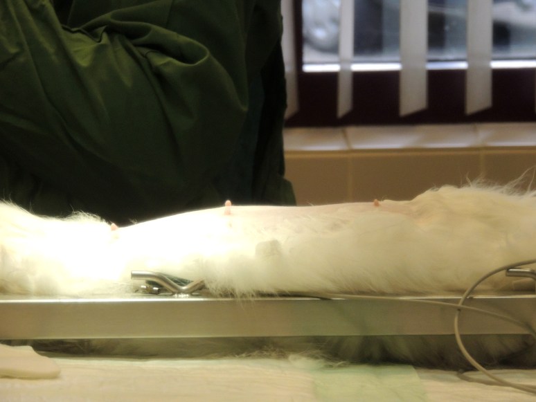 Bevalling 2015-07-15, 24