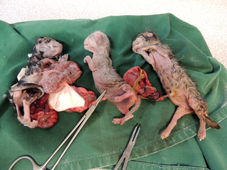 Bevalling 2015-07-15, 43