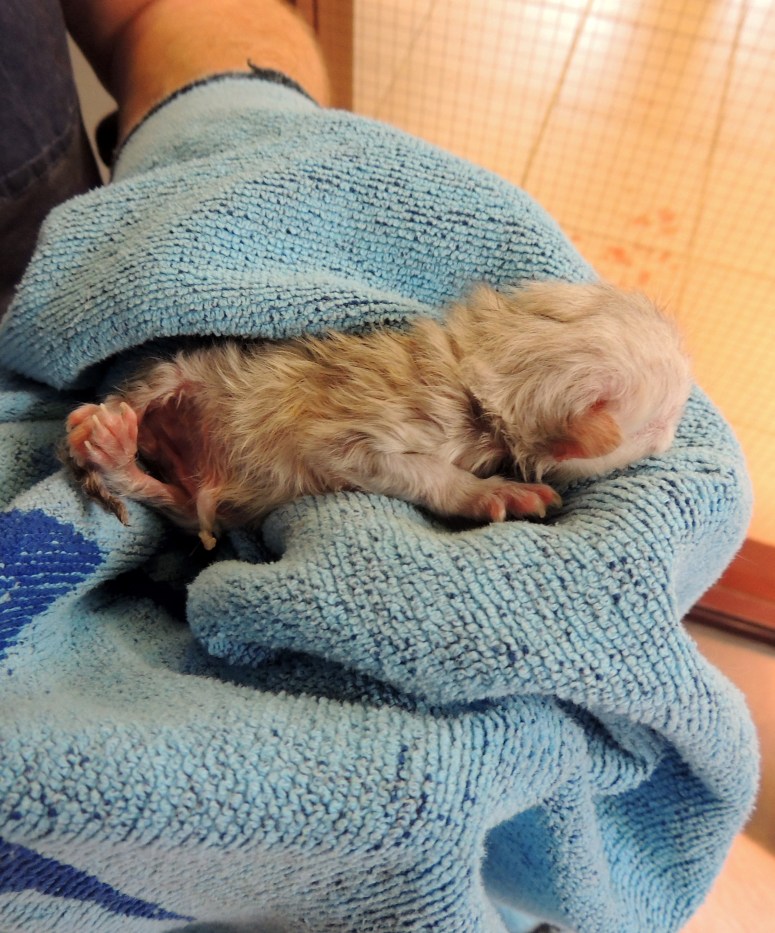 Bevalling 2015-07-15, 47