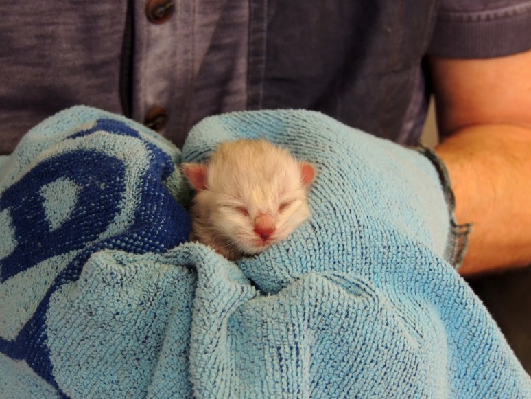 Bevalling 2015-07-15, 48