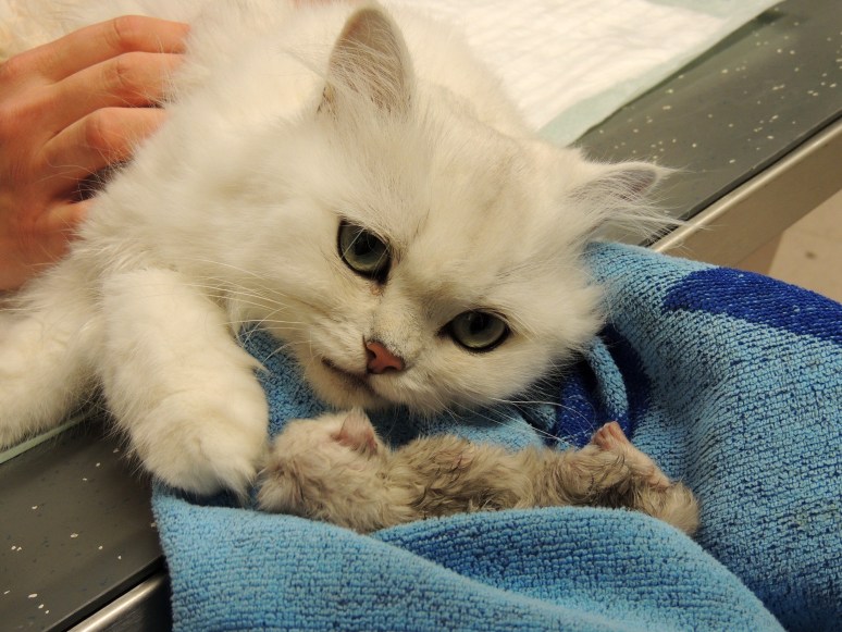 Bevalling 2015-07-15, 53