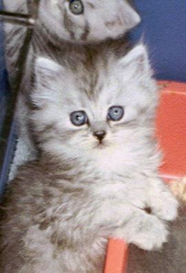 Britney 2000-07-25, 01