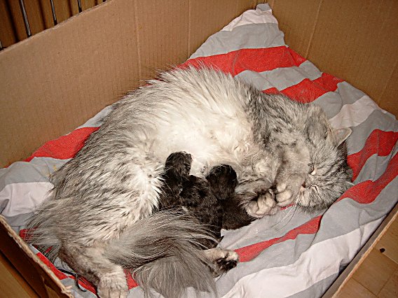 Britney en kids 2004-07-02, 02