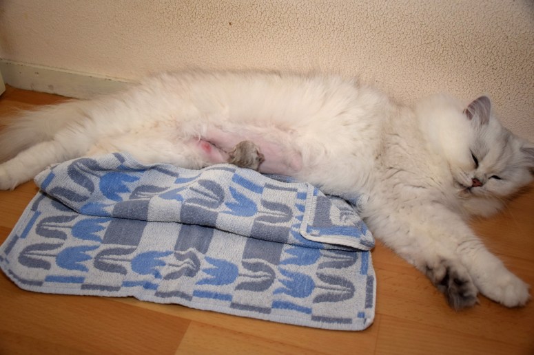 WK01_005 Ushi en kitten 2015-07-16