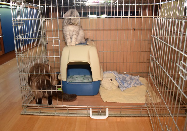 WK01_009 Peettantes Blue Tess en Laleh 2015-07-16