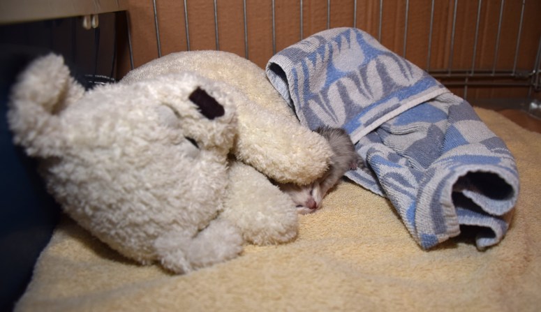 WK01_011 Kitten met surrogaatmoeder 2015-07-16