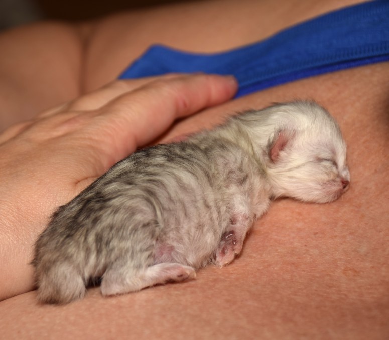 WK01_015 Kitten bij Ria 2015-07-16