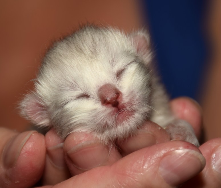 WK01_018 Kitten bij Ria 2015-07-16