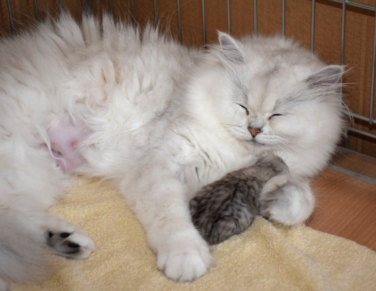 WK01_023 Ushi en kitten 2015-07-16