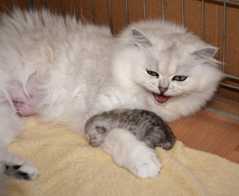 WK01_026 Ushi en kitten 2015-07-16