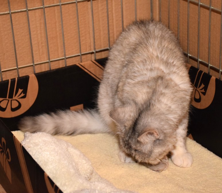 WK01_028 Blue Tess en kitten 2015-07-16