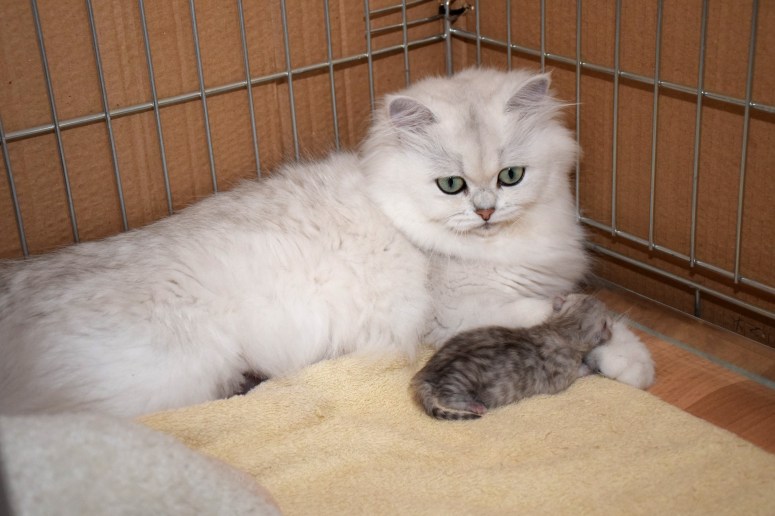 WK01_039 Ushi en Trinity 2015-07-17