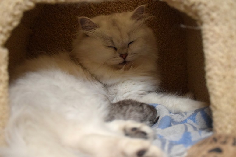 WK01_046 Ushi en Trinity 2015-07-18