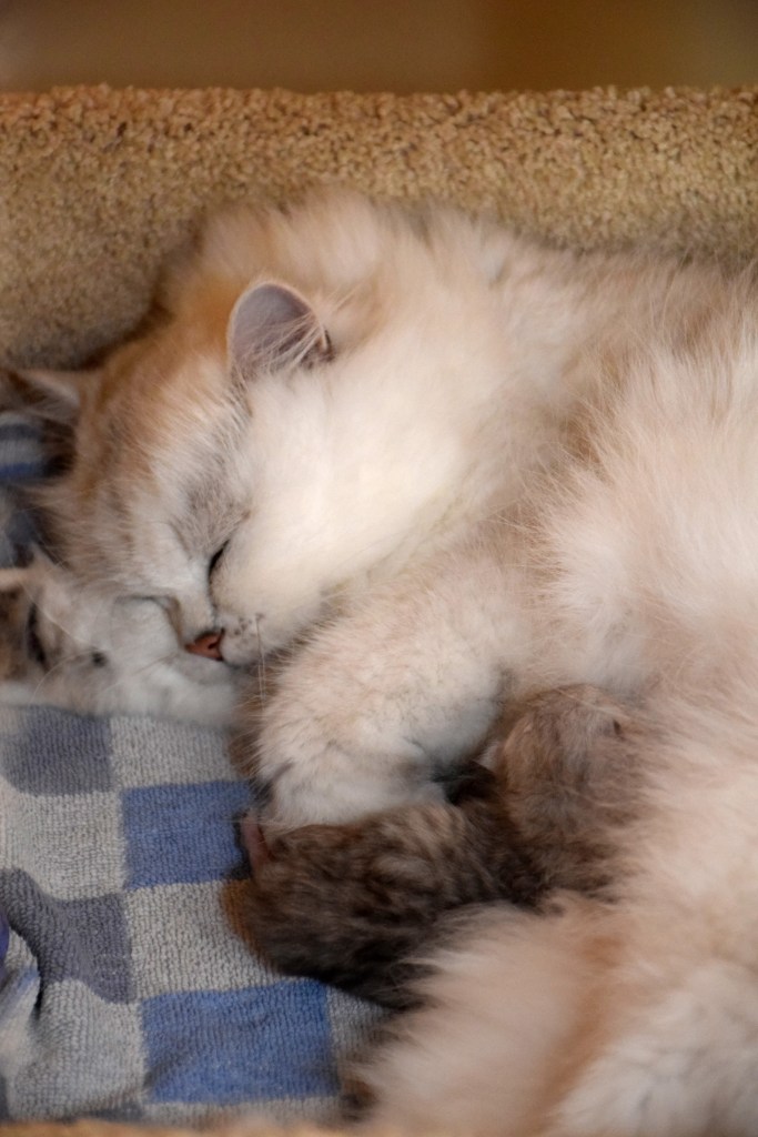 WK01_050 Ushi en Trinity 2015-07-18