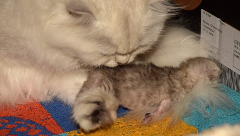 WK01_057 Ushi en Trinity 2015-07-19