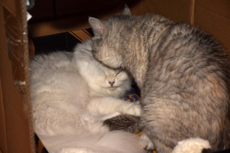 WK01_069 Ushi, Bleu Tess en Trinity 2015-07-19