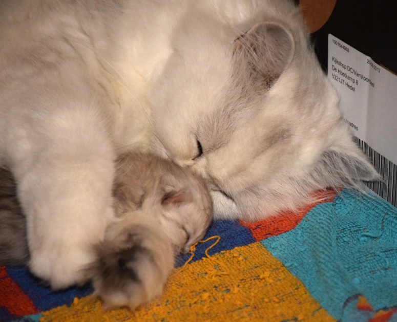 WK01_072 Ushi en Trinity 2015-07-19