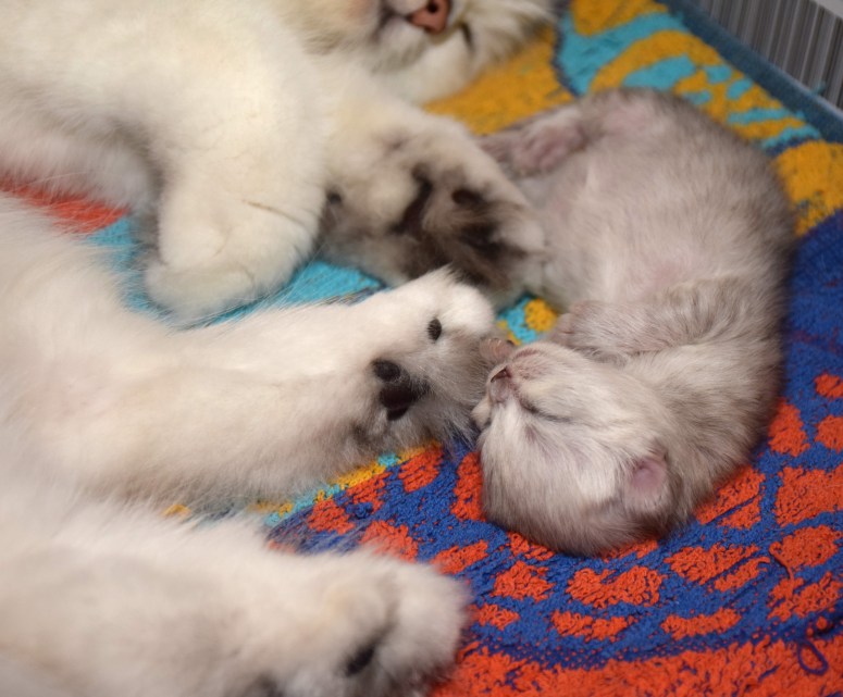 WK01_075 Ushi en Trinity 2015-07-20