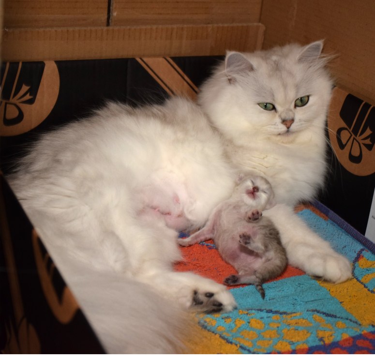 WK01_077 Ushi en Trinity 2015-07-20