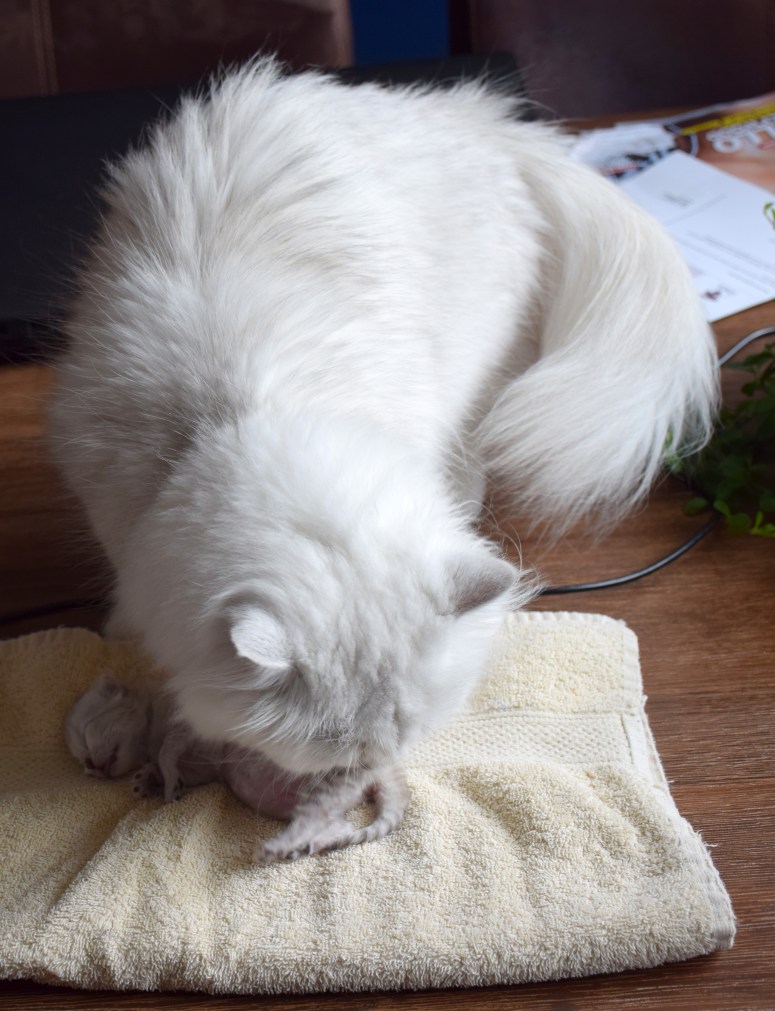 WK01_092 Ushi en Trinity 2015-07-21