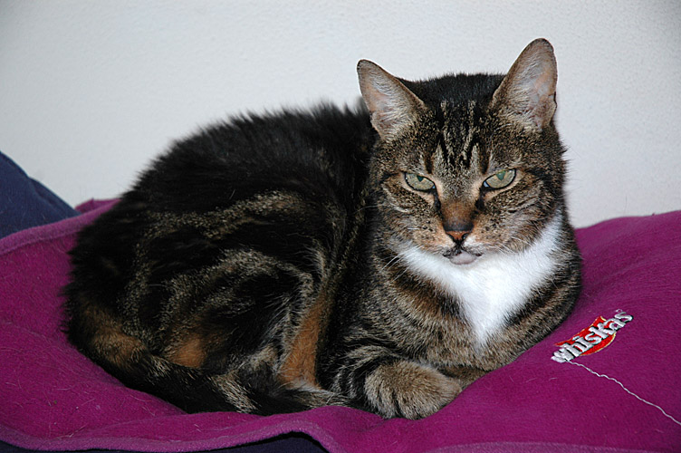 Moppie 2007-08-19, 03