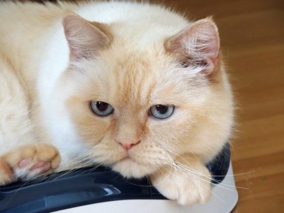 Bangles -2014-06-15,-06_web