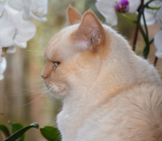 Bangles 2015-02-17, 05_uitsnede