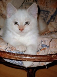 Bangles3 27 sept 2002