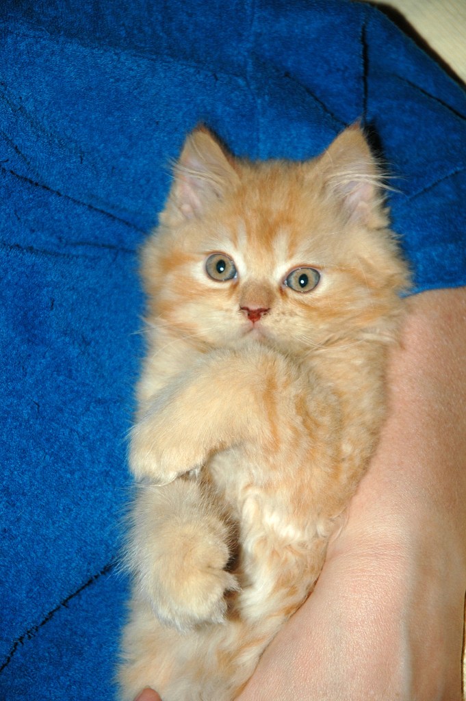 Banjer 2004-07-17, 04