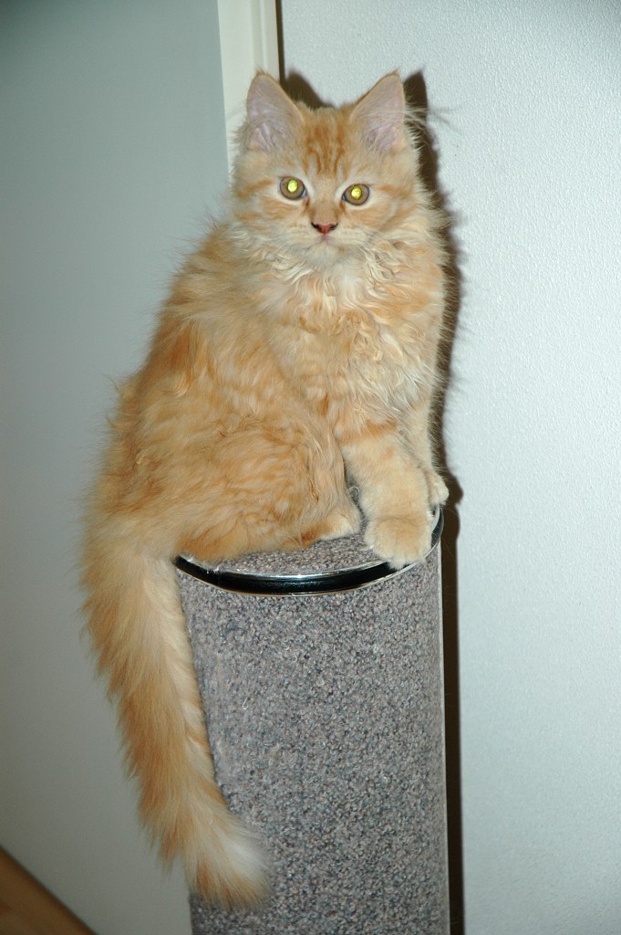 Banjer 2004-08-27, 01