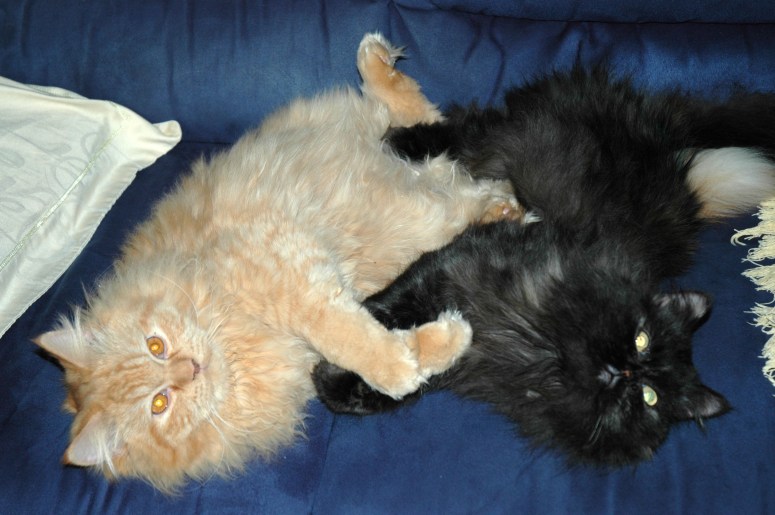 Banjer 2005-01-29, 01