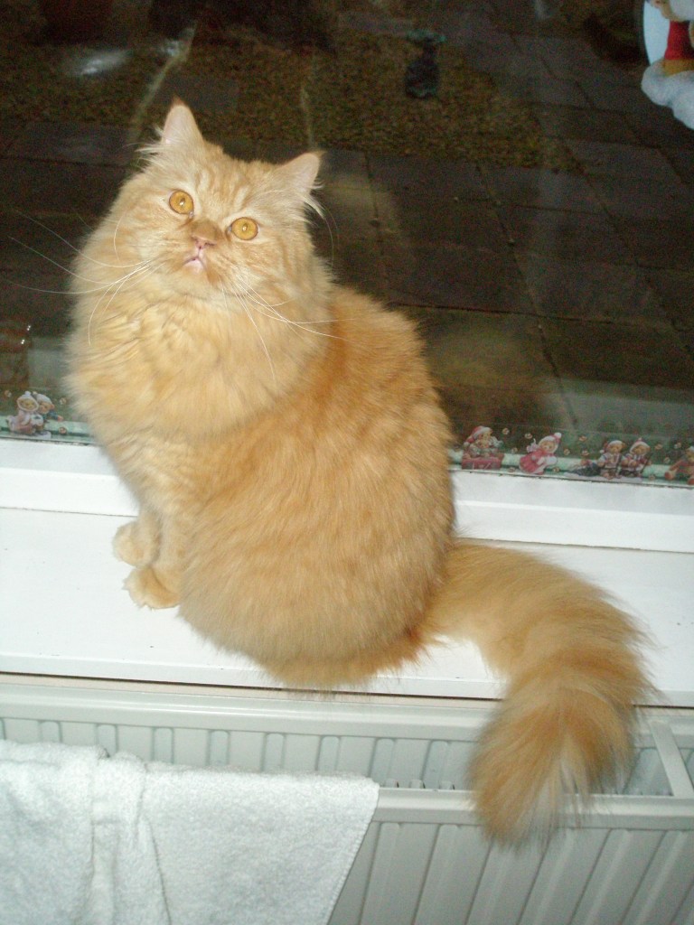 Banjer 2006-12-25, 01