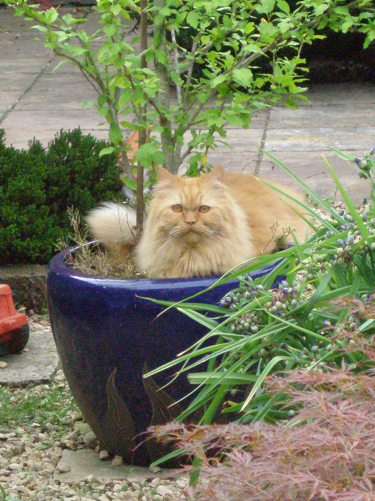 Banjer 2007-06-15, 02