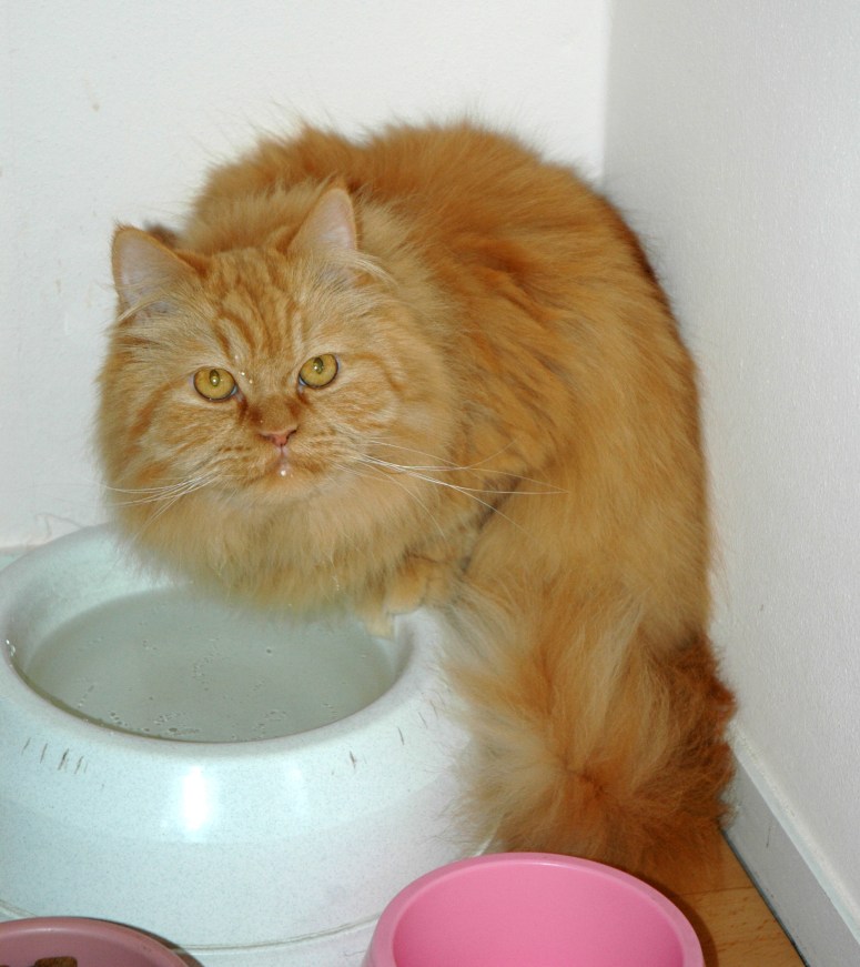 Banjer 2008-06-20, 02