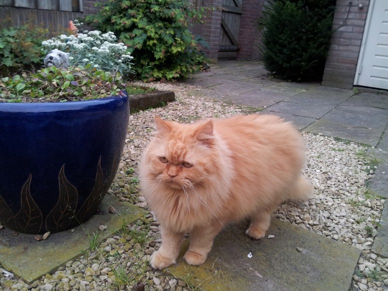 Banjer 2011-08-02, 01