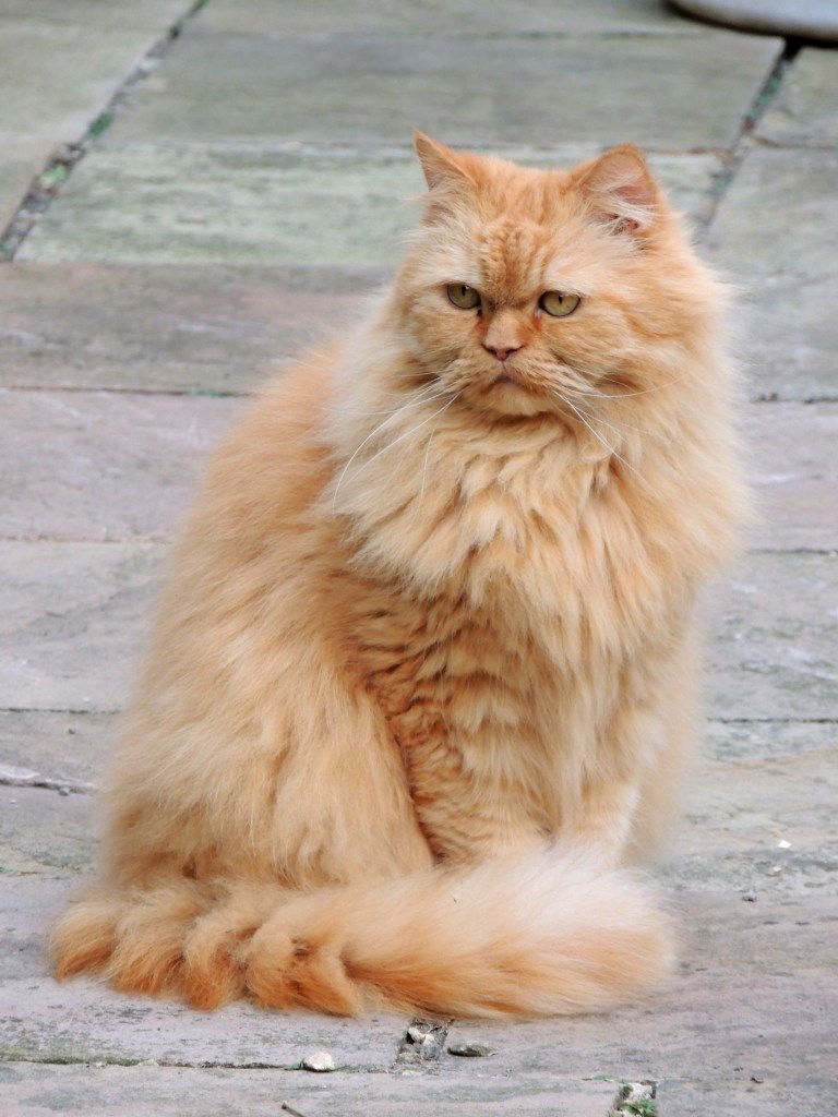 Banjer 2013-06-19, 02