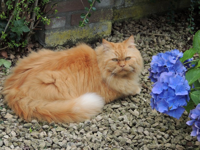 Banjer 2014-07-11, 02